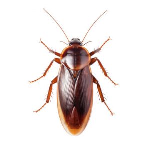 cockroach