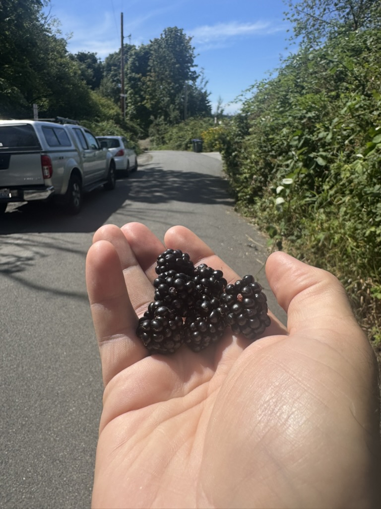 A hand holding a pile of ripe blackberries over a sunny paved road lined with greenery and parked trucks