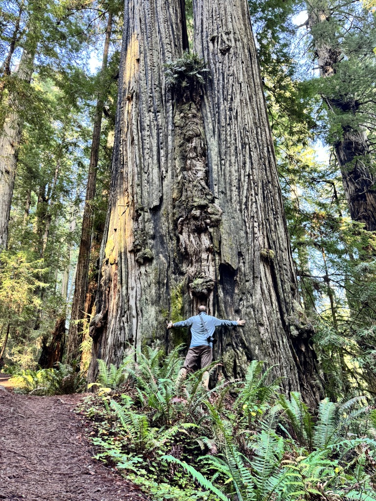 Tukayote hugging the base of a massive redwood tree with ferns around it on a forest trail