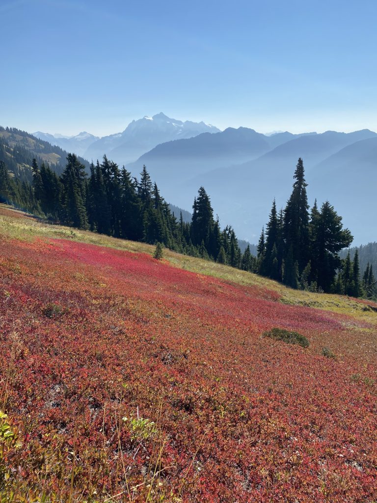 Good_Grief_v1.zip 5 Meadow of wild blueberries with Mount Shuksan in the background, October 2026
